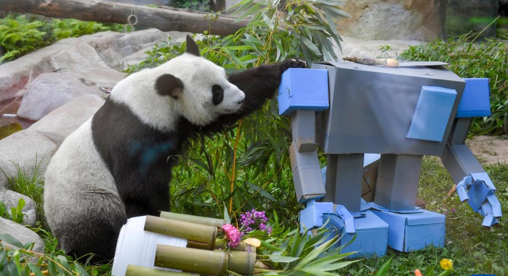 莫斯科動(dòng)物園為“丁丁”慶生